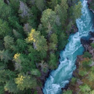 Drone view of a lush green coastal forest. Beauty in nature. Environmental conservation backgrounds. Cheakamus River in Whistler, Canada.